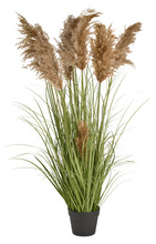 Kunstgræs med ægte pampas 120 cm